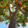 Drzewka owocowe w ogrodzie: Jak cieszyć się własnymi smakowitymi plonami