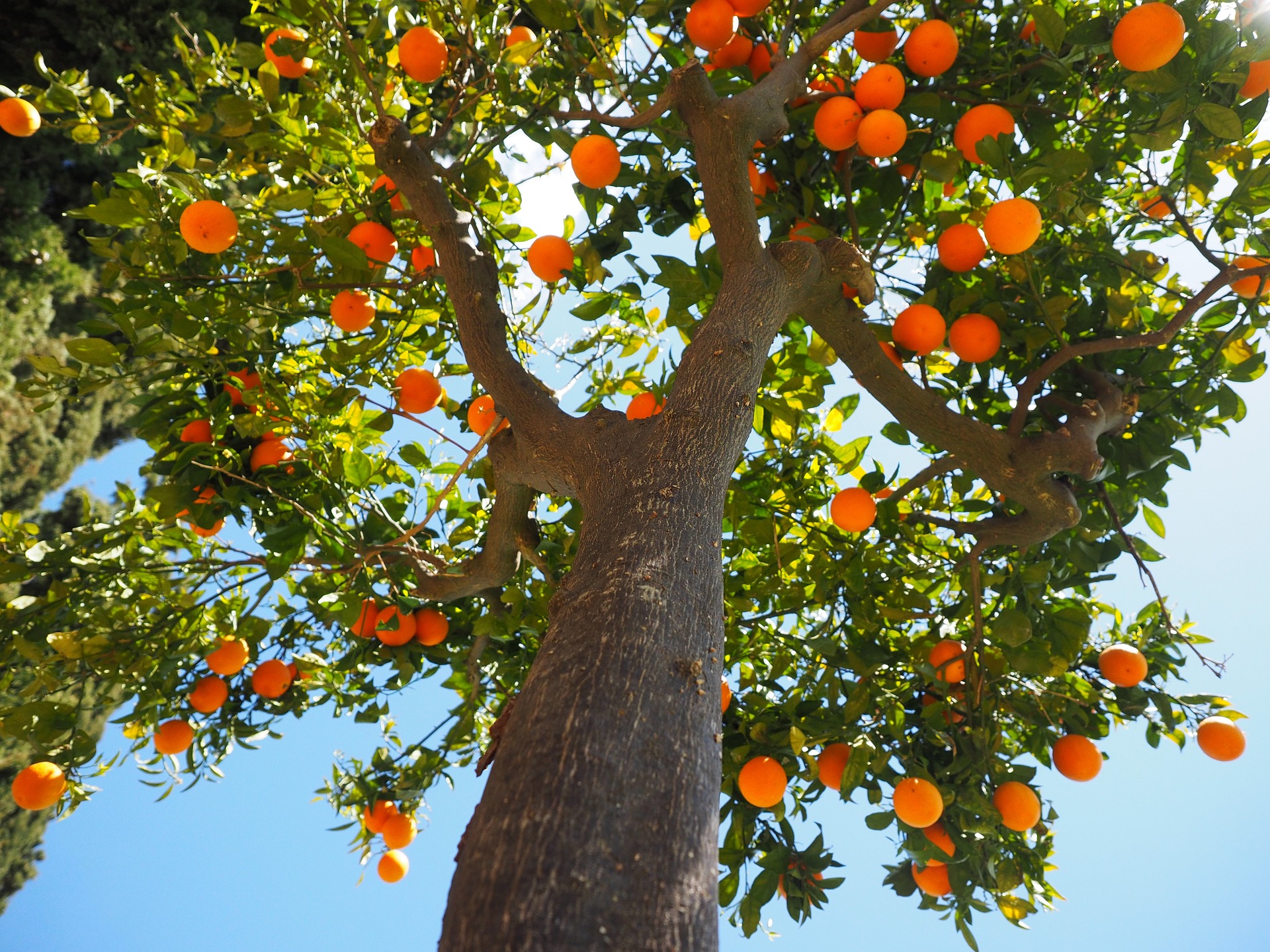 Drzewka owocowe w ogrodzie: Jak cieszyć się własnymi smakowitymi plonami