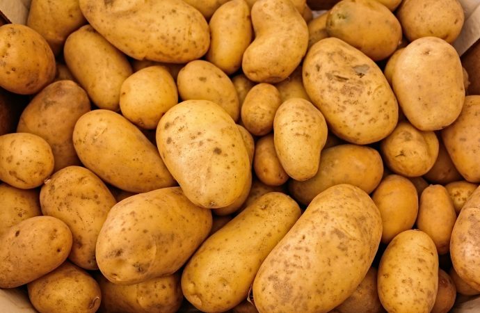 Kiedy należy sadzić ziemniaki?
