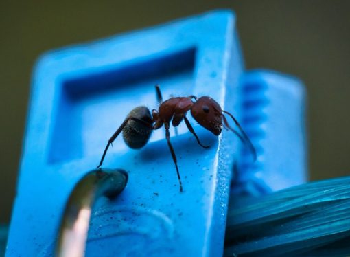 Poradnik – jak skutecznie zwalczać gryzonie w domu za pomocą profesjonalnych przynęt?