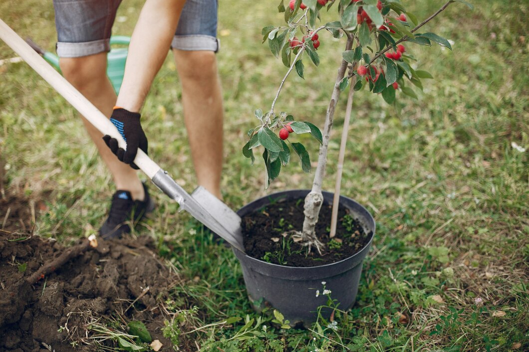 Tworzenie mini sadu: praktyczne porady dla miłośników drzew owocowych