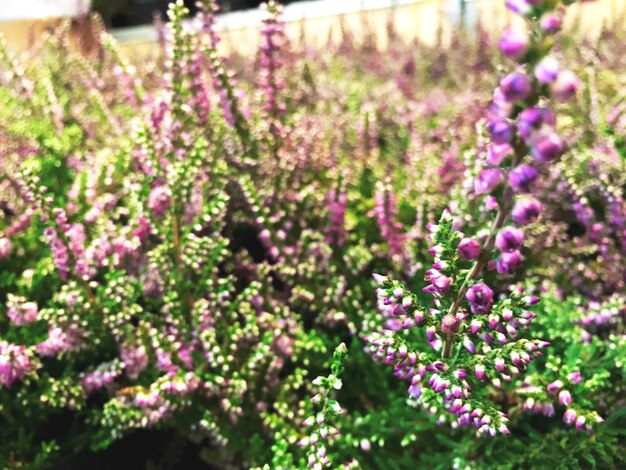Magia ogrodowych ziół: Jak wprowadzić aromatyczne rośliny do swojej przestrzeni