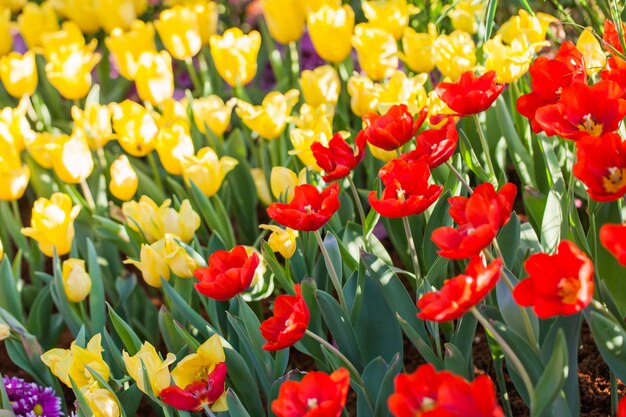 Tajemniczy świat roślin cebulowych: Klucz do kolorowego ogrodu przez cały rok